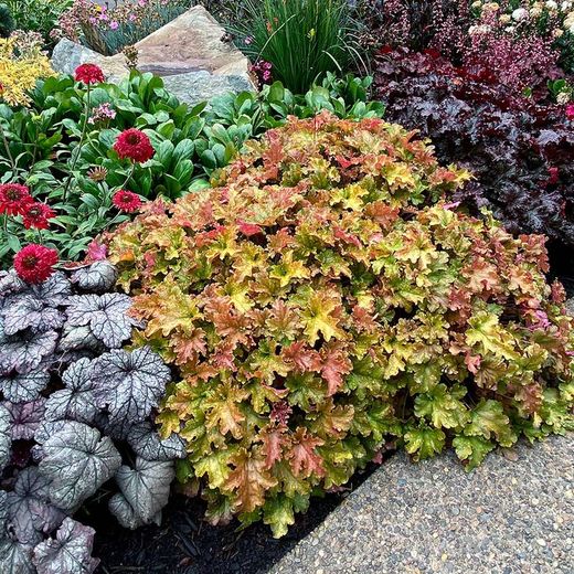 Col·lecció de Heucheras Caixa 6 uts.