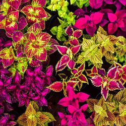 Coleos Solenostemon Hybrida Scutellarioides