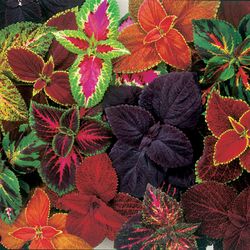 Coleos Solenostemon Hybrida Scutellarioides