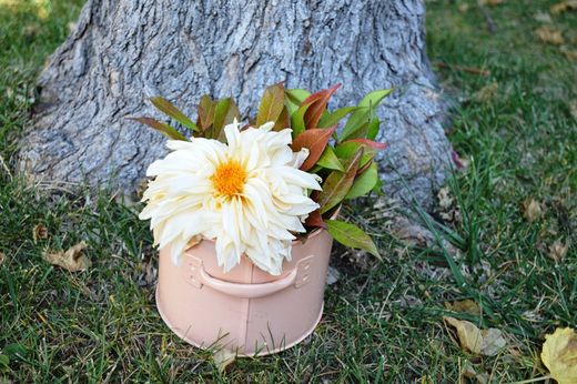 Composició Tendra picardia