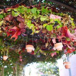 Composició Veles per al capvespre