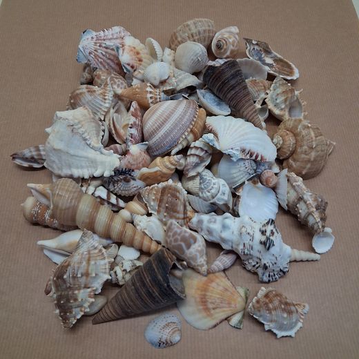 CONCHAS + CARACOLES MAR (BOLSA VARIADA 600 GRS.)