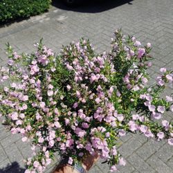 Conradina Canascens 'LITTLE ROSIE'© Caja 6 uds.