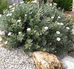 Convolvulus Cneorum Caixa 6 unitats.