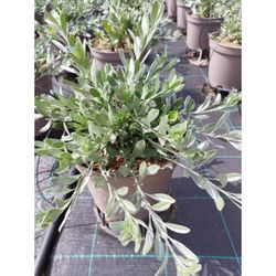 Convolvulus Cneorum Caixa 6 unitats.