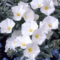 Convolvulus Cneorum Caixa 6 unitats.