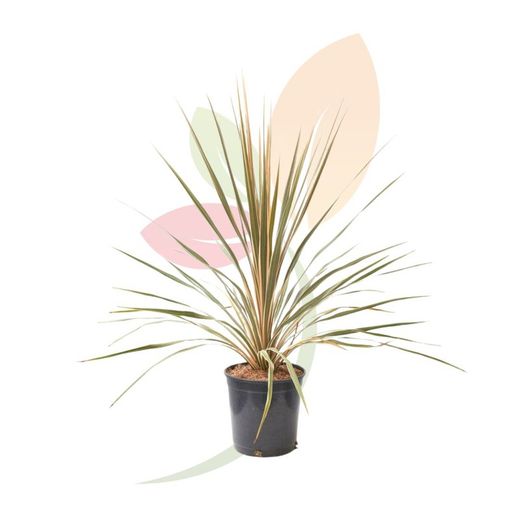 Cordyline Torbay Dazzler