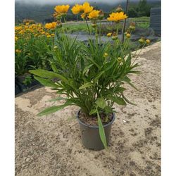 Coreopsis Grandiflora Caixa 6 unitats.
