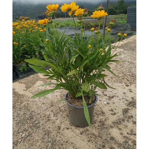 Coreopsis Grandiflora Caixa 6 unitats.