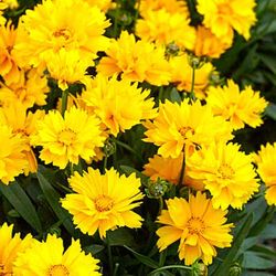 Coreopsis Grandiflora Caixa 6 unitats.