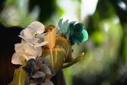 Corona canya circular