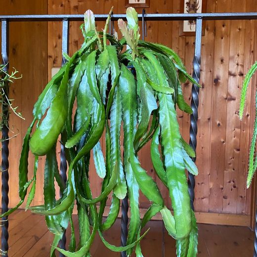 Rhipsalis Colgantes New Generation