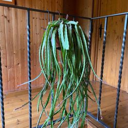Rhipsalis Colgantes New Generation