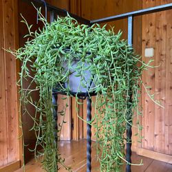 Rhipsalis Colgantes New Generation