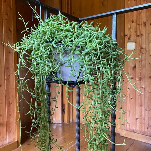 Rhipsalis Colgantes New Generation