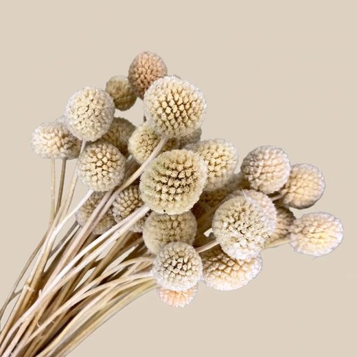 Craspedia Preservada colores