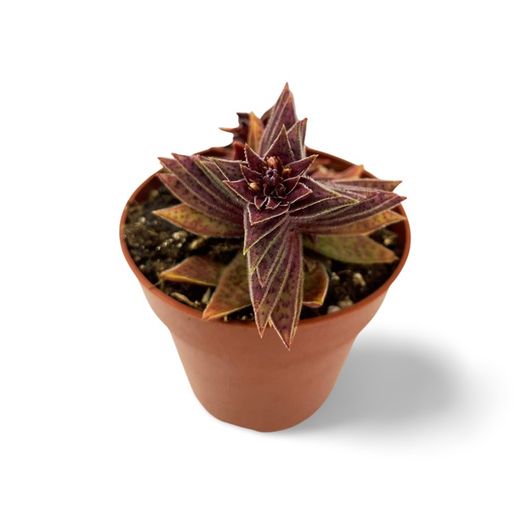 Crassula Capitella