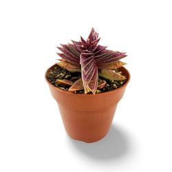 Crassula Capitella