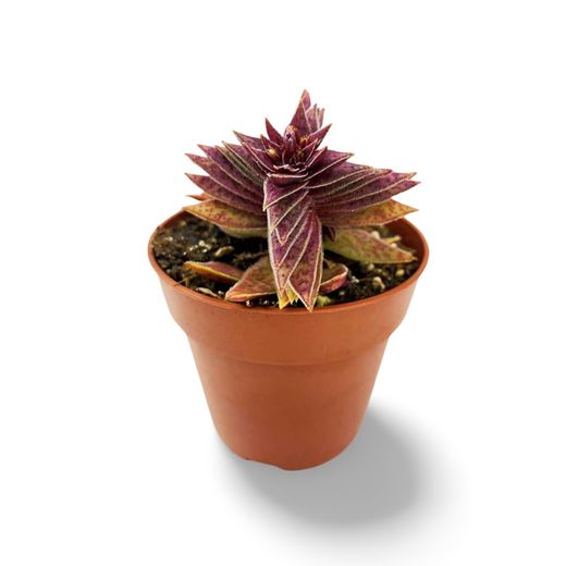 Crassula Capitella