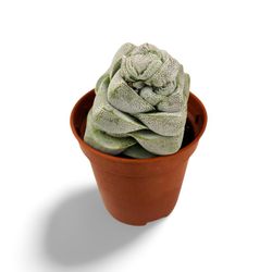 Crassula Deceptor