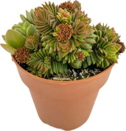 Crassula Estagnol
