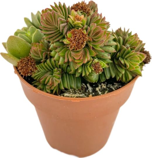 Crassula Estagnol
