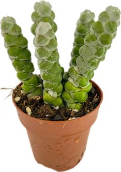 Crassula Moonglow