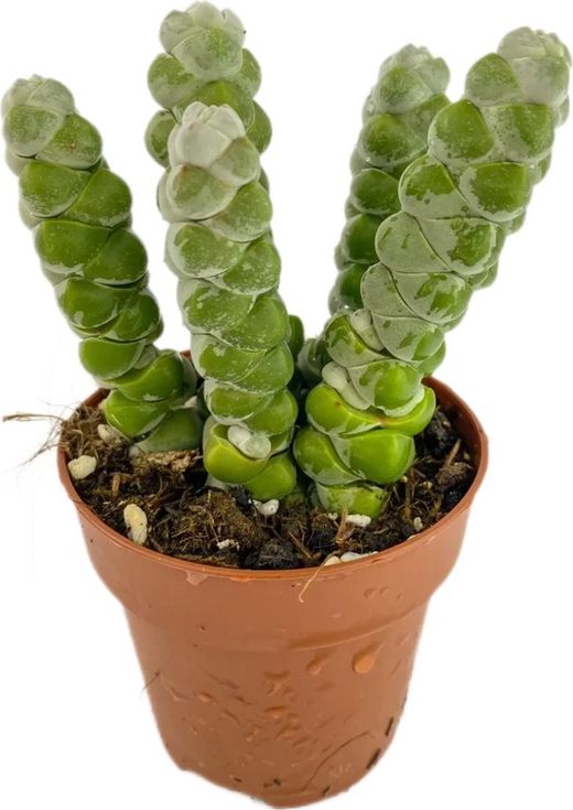 Crassula Moonglow