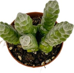 Crassula Moonglow