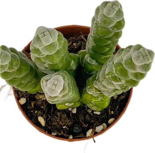Crassula Moonglow
