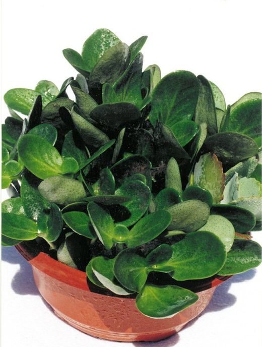 Crassula Multicava