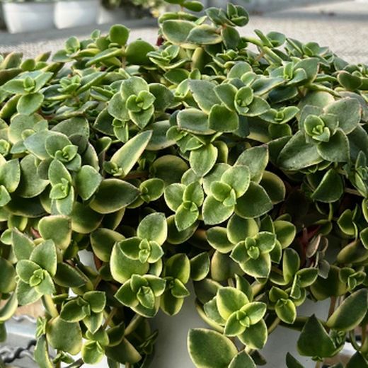 Crassula Pellucida