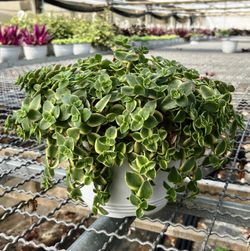 Crassula Pellucida