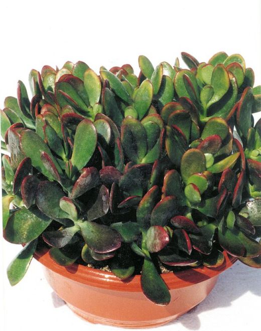 Crassula Perfoliata var. Menor