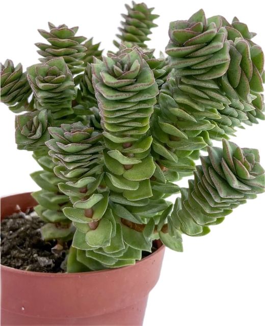 Crassula Perforata Collar de Perlas