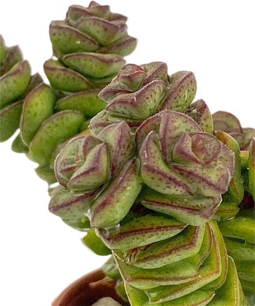 Crassula Perforata Collar de Perlas