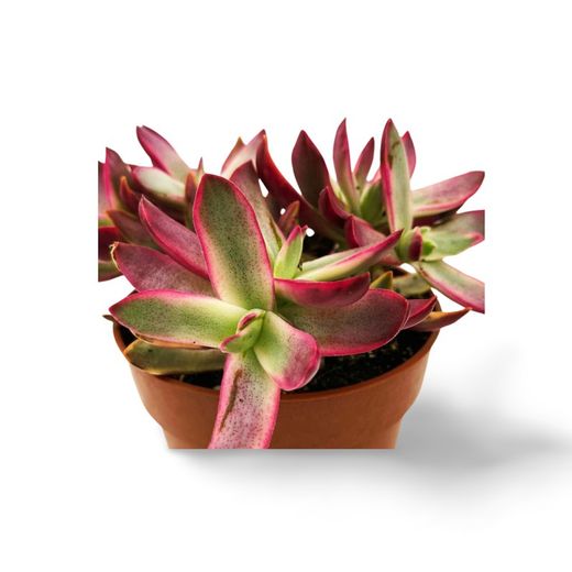 Crassula Rubricaulis Candy Cane