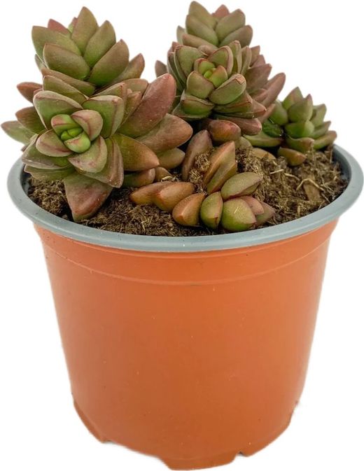 Primavera de Crassula
