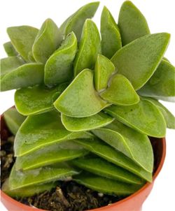 Primavera de Crassula