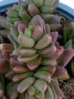 Primavera de Crassula