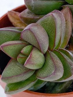 Primavera de Crassula
