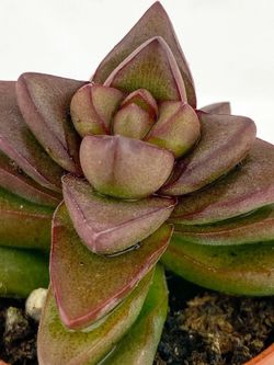 Primavera de Crassula