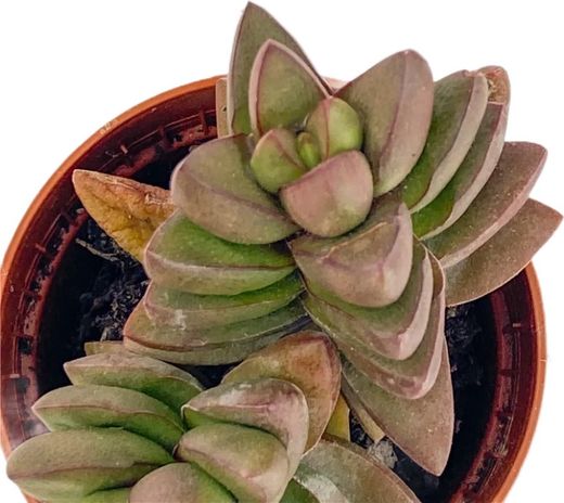 Primavera de Crassula