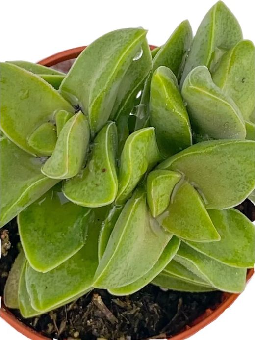 Primavera de Crassula