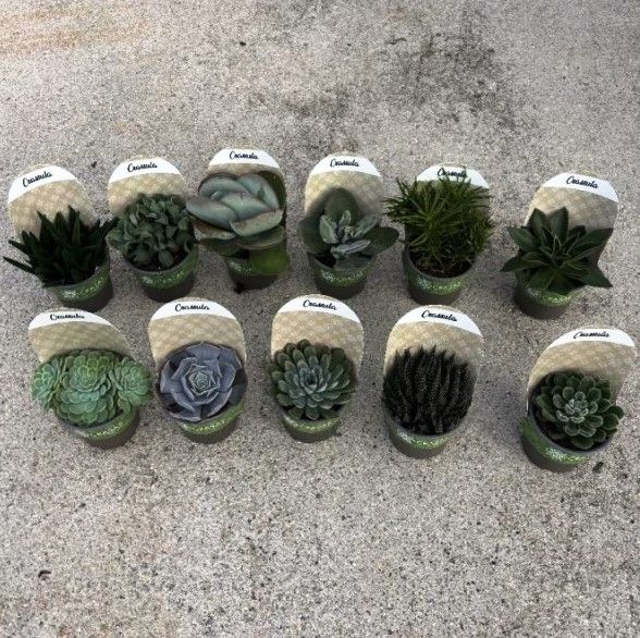 Crassulas Collection Arborescens curly Grey