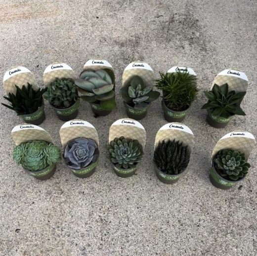 Crassulas Collection