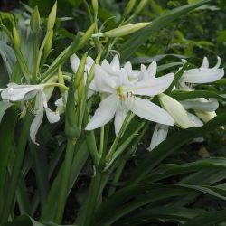 Crinum Moorei