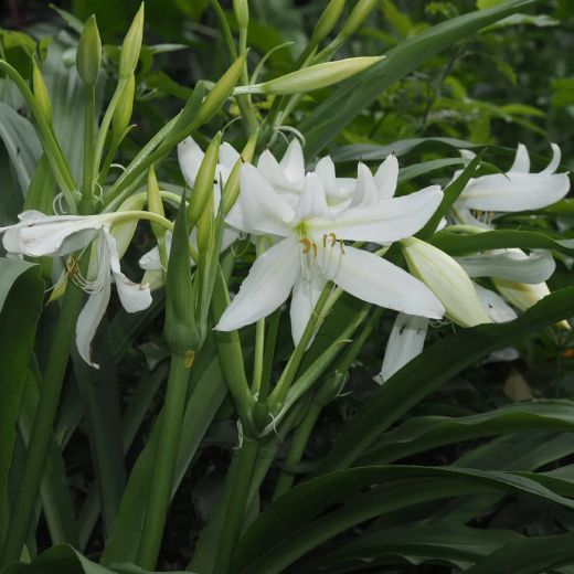 Crinum Moorei