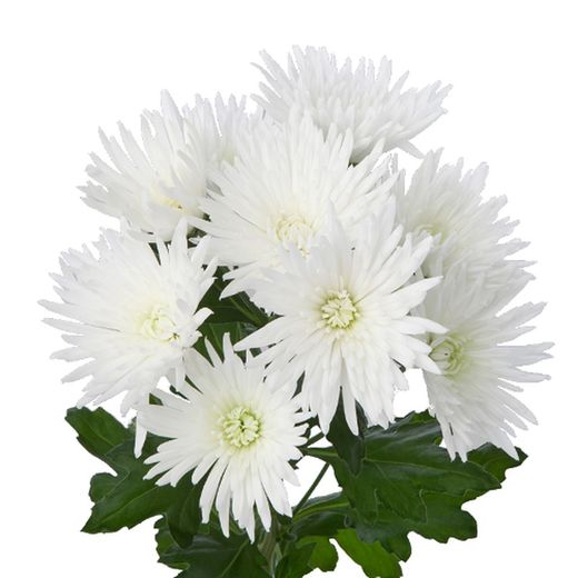 Crisantemo Anastasia Wilt