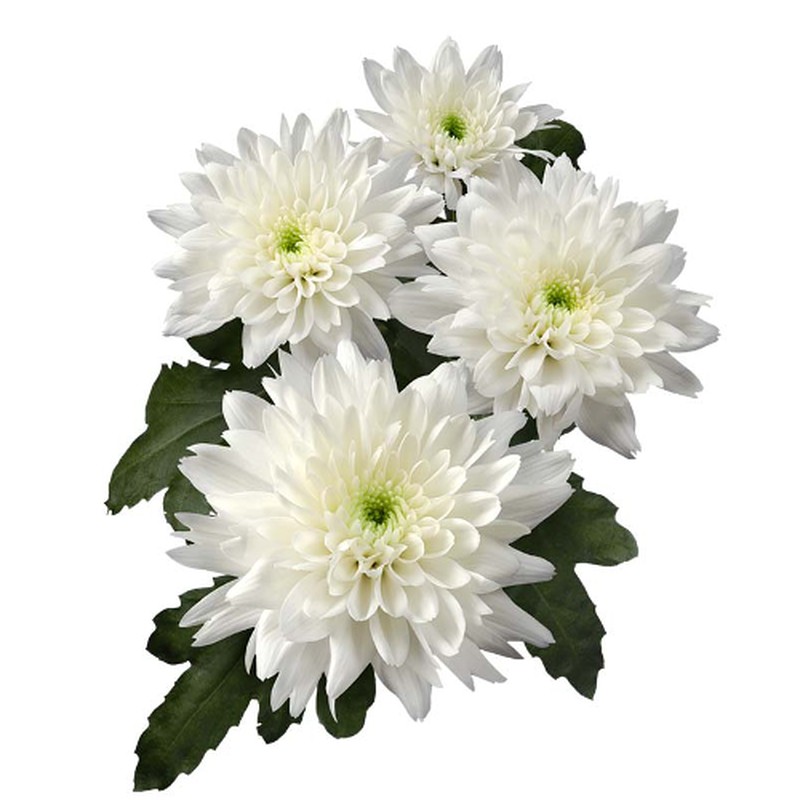 Euro Witt Crisântemo — Flores Frescas Online